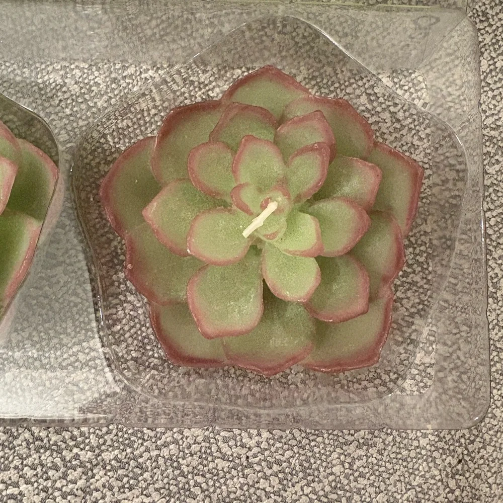 Crate&Barrel succulent floating